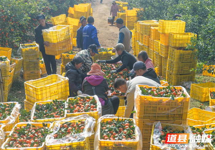 2026年1月6日，湖南省永州市道县清塘镇楼田村濂溪柑橘种植示范基地，农民在采摘、装运柑橘。近日，道县种植的沃柑、砂糖橘迎来丰收，果农组织人员忙着采摘、分拣、装运，供应市场。近年来，道县因地制宜，引导农民大力发展特色水果种植，促进农业增效、农民增收。