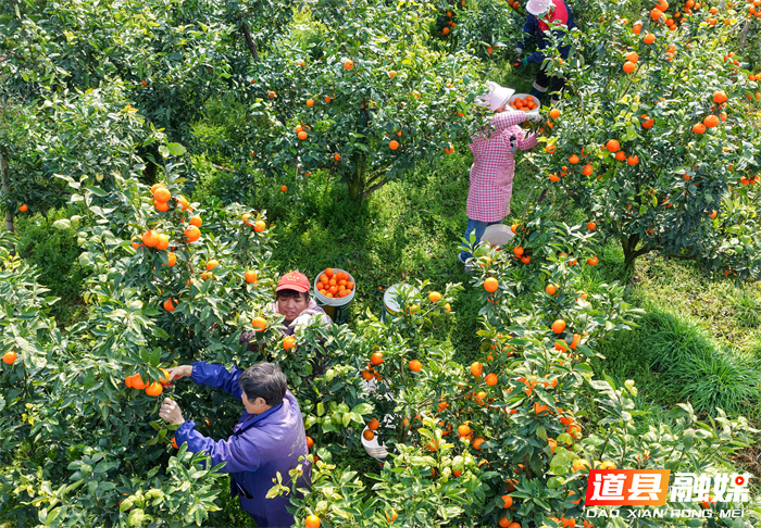 2026年1月6日，湖南省永州市道县清塘镇楼田村濂溪柑橘种植示范基地，农民在采摘、装运柑橘。近日，道县种植的沃柑、砂糖橘迎来丰收，果农组织人员忙着采摘、分拣、装运，供应市场。近年来，道县因地制宜，引导农民大力发展特色水果种植，促进农业增效、农民增收。
