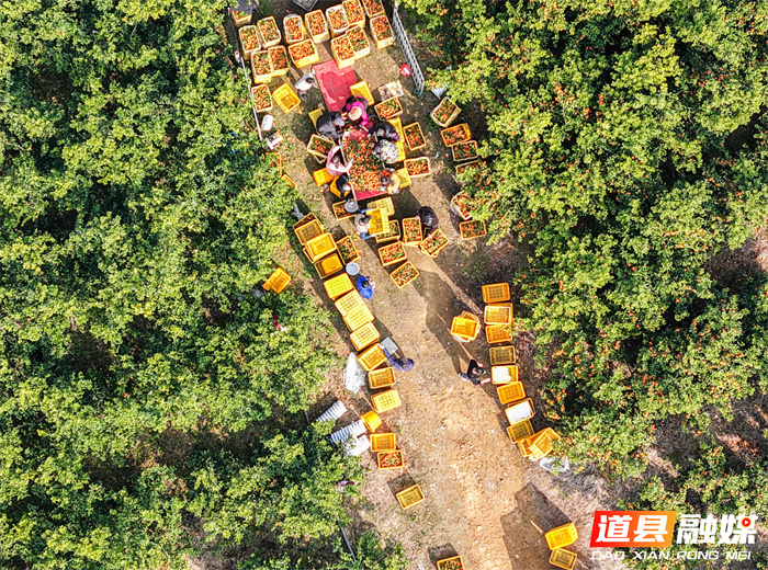 2026年1月6日，湖南省永州市道县清塘镇楼田村濂溪柑橘种植示范基地，农民在采摘、装运柑橘。近日，道县种植的沃柑、砂糖橘迎来丰收，果农组织人员忙着采摘、分拣、装运，供应市场。近年来，道县因地制宜，引导农民大力发展特色水果种植，促进农业增效、农民增收。