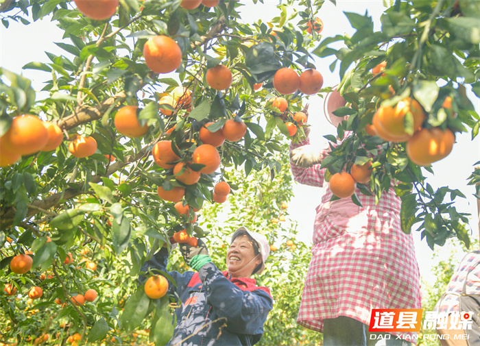 2026年1月6日，湖南省永州市道县清塘镇楼田村濂溪柑橘种植示范基地，农民在采摘、装运柑橘。近日，道县种植的沃柑、砂糖橘迎来丰收，果农组织人员忙着采摘、分拣、装运，供应市场。近年来，道县因地制宜，引导农民大力发展特色水果种植，促进农业增效、农民增收。
