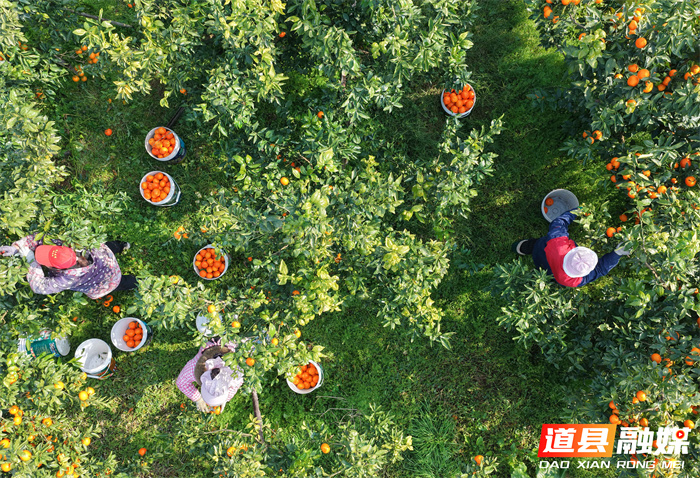 2026年1月6日，湖南省永州市道县清塘镇楼田村濂溪柑橘种植示范基地，农民在采摘、装运柑橘。近日，道县种植的沃柑、砂糖橘迎来丰收，果农组织人员忙着采摘、分拣、装运，供应市场。近年来，道县因地制宜，引导农民大力发展特色水果种植，促进农业增效、农民增收。