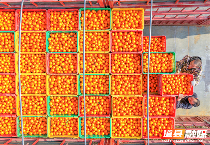 2026年1月6日，湖南省永州市道县清塘镇楼田村濂溪柑橘种植示范基地，农民在采摘、装运柑橘。近日，道县种植的沃柑、砂糖橘迎来丰收，果农组织人员忙着采摘、分拣、装运，供应市场。近年来，道县因地制宜，引导农民大力发展特色水果种植，促进农业增效、农民增收。
