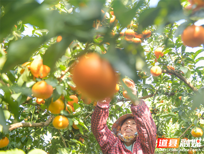 2026年1月6日，湖南省永州市道县清塘镇楼田村濂溪柑橘种植示范基地，农民在采摘、装运柑橘。近日，道县种植的沃柑、砂糖橘迎来丰收，果农组织人员忙着采摘、分拣、装运，供应市场。近年来，道县因地制宜，引导农民大力发展特色水果种植，促进农业增效、农民增收。