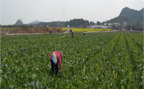 视频 | 道县：蔬菜基地开足马力采收  保障春节“菜篮子”供应