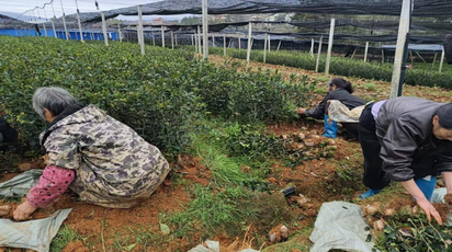 道县：春雨知时节 造林正当时