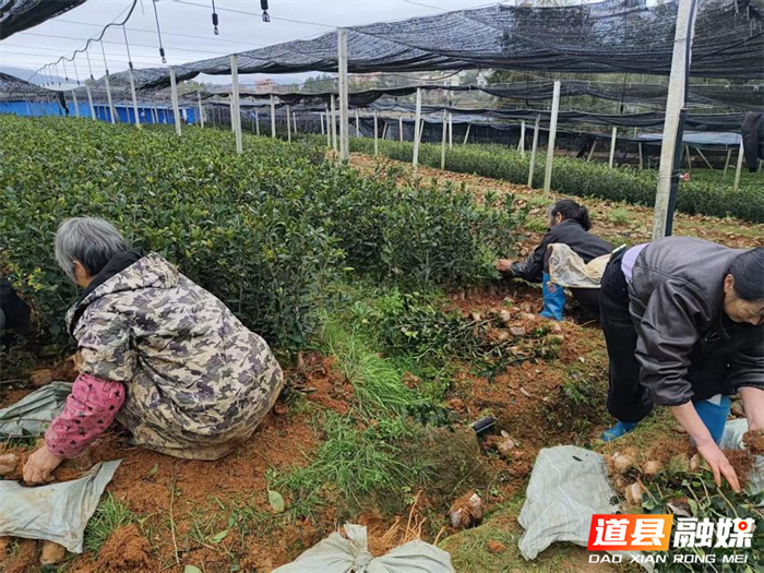 0228道县：春雨知时节 造林正当时_副本.png