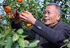 道县：千亩沃柑成熟上市 铺就村民“甜蜜”致富路