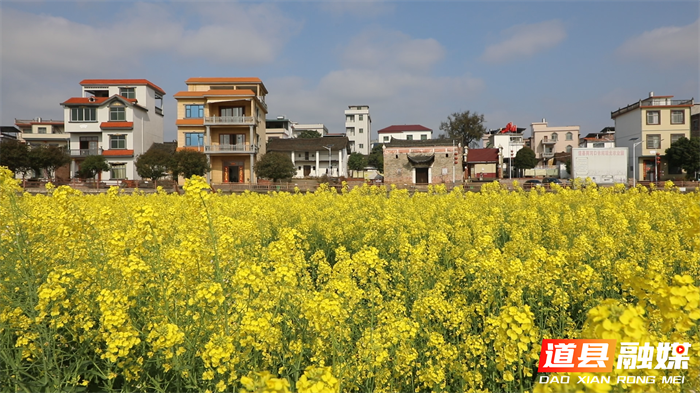 0311道县：油菜花海“丰” 景如画  赏花踏青带热乡村春游 (2)_副本.png