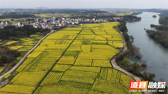 0311道县：油菜花海“丰” 景如画  赏花踏青带热乡村春游 (2)_副本.jpg