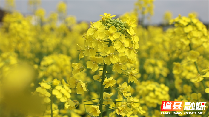 0311道县：油菜花海“丰” 景如画  赏花踏青带热乡村春游 (1)_副本.png