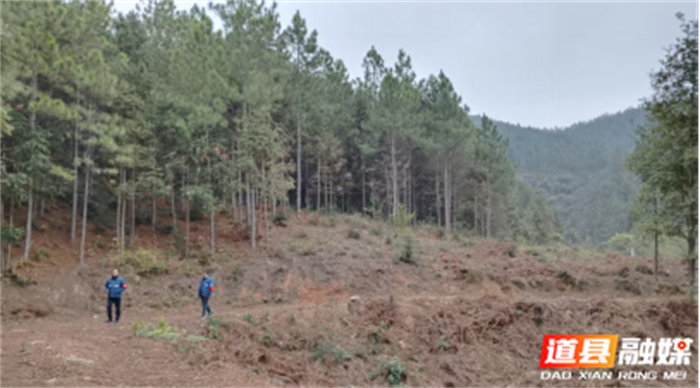 0312道县：创新发展推动生态林场建设01_副本.png
