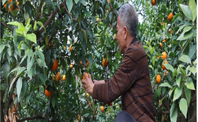 视频 | 道县：千亩沃柑成熟上市  铺就村民“甜蜜”致富路