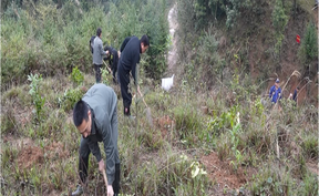 视频 | 道县：植树添新绿  百余亩珍贵树种扎根林海中