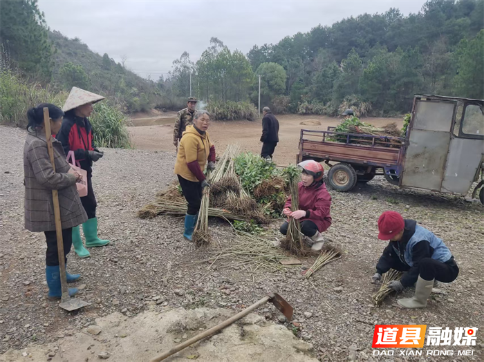 0313道县四马桥镇：抢抓春季黄金期 掀起植树造林造林热潮01_副本1.png