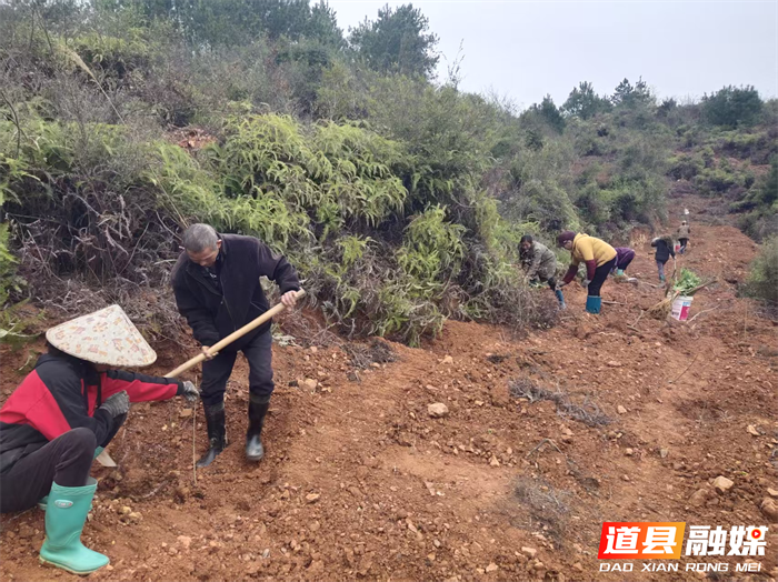 0313道县四马桥镇：抢抓春季黄金期 掀起植树造林造林热潮02_副本1.png