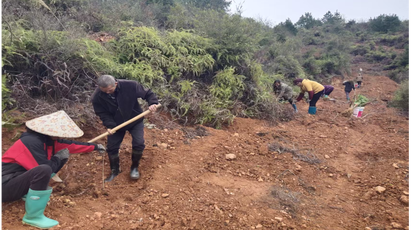 道县四马桥镇：抢抓春季黄金期掀起植树造林造林热潮