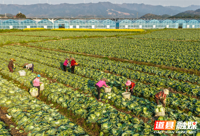 3月14日，道县四马桥镇昌瑞瑶寨蔬菜种植基地，农户在采收包菜。近年来，道县大力发展外向型蔬菜产业，实行蔬菜四季轮作，产品直供粤港澳大湾区市场，有效带动村民增收致富。