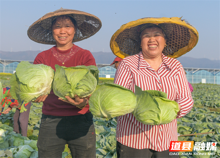 3月14日，道县四马桥镇昌瑞瑶寨蔬菜种植基地，农户在采收包菜。近年来，道县大力发展外向型蔬菜产业，实行蔬菜四季轮作，产品直供粤港澳大湾区市场，有效带动村民增收致富。