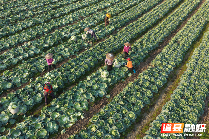 3月14日，道县四马桥镇昌瑞瑶寨蔬菜种植基地，农户在采收包菜。近年来，道县大力发展外向型蔬菜产业，实行蔬菜四季轮作，产品直供粤港澳大湾区市场，有效带动村民增收致富。
