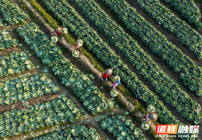 3月14日，道县四马桥镇昌瑞瑶寨蔬菜种植基地，农户在采收包菜。近年来，道县大力发展外向型蔬菜产业，实行蔬菜四季轮作，产品直供粤港澳大湾区市场，有效带动村民增收致富。