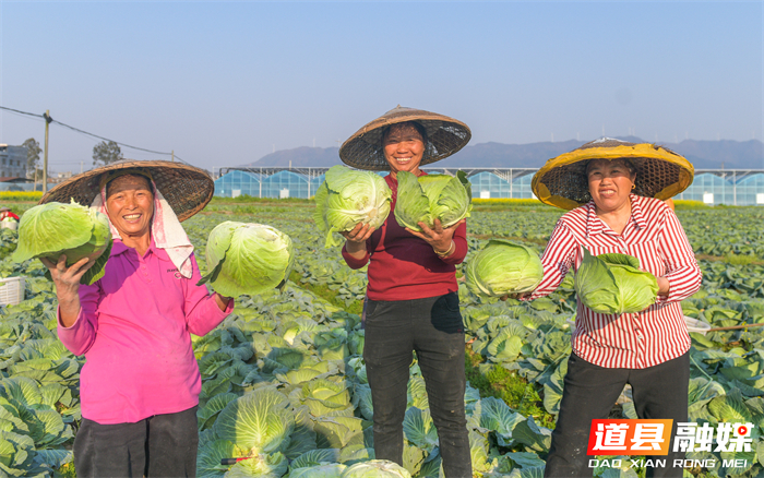 3月14日，道县四马桥镇昌瑞瑶寨蔬菜种植基地，农户在采收包菜。近年来，道县大力发展外向型蔬菜产业，实行蔬菜四季轮作，产品直供粤港澳大湾区市场，有效带动村民增收致富。