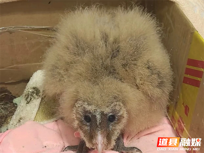 0316道县志愿者四个月悉心救护 “萌禽”猴面鹰重归山林01_副本.png 0316道县志愿者四个月悉心救护 “萌禽”猴面鹰重归山林01_副本.png