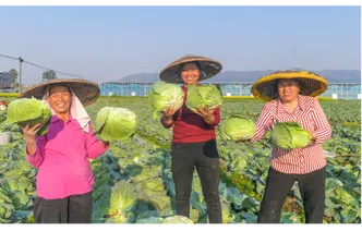 道县：蔬菜俏销大湾区