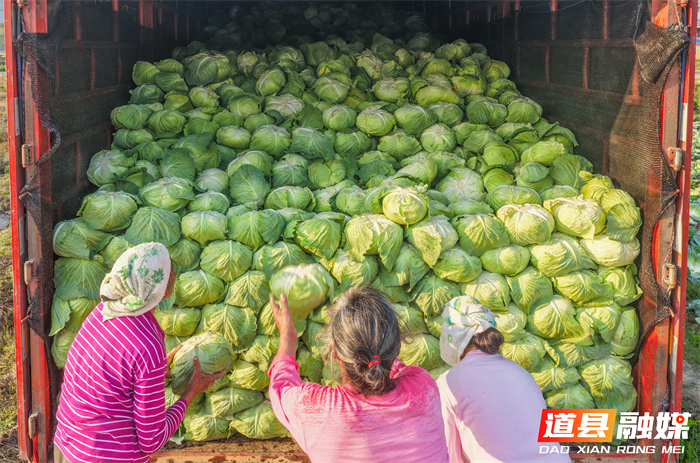 3月14日，道县四马桥镇昌瑞瑶寨蔬菜种植基地，农户在采收包菜。近年来，道县大力发展外向型蔬菜产业，实行蔬菜四季轮作，产品直供粤港澳大湾区市场，有效带动村民增收致富。