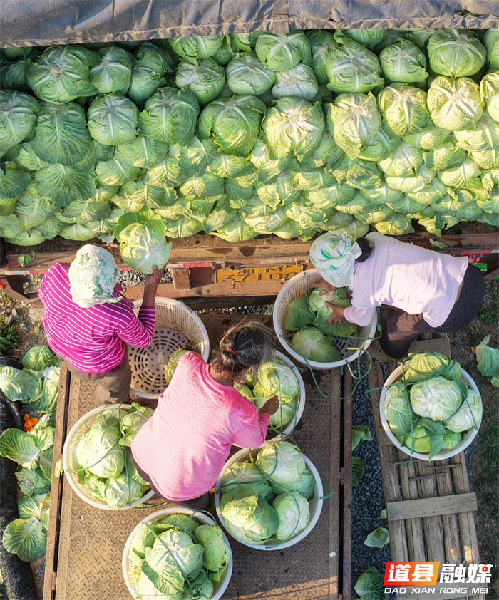 3月14日，道县四马桥镇昌瑞瑶寨蔬菜种植基地，农户在采收包菜。近年来，道县大力发展外向型蔬菜产业，实行蔬菜四季轮作，产品直供粤港澳大湾区市场，有效带动村民增收致富。