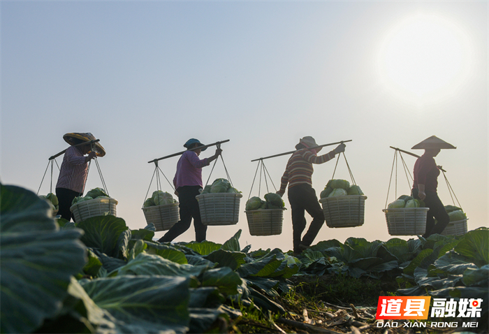 3月14日，道县四马桥镇昌瑞瑶寨蔬菜种植基地，农户在采收包菜。近年来，道县大力发展外向型蔬菜产业，实行蔬菜四季轮作，产品直供粤港澳大湾区市场，有效带动村民增收致富。