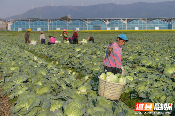 3月14日，道县四马桥镇昌瑞瑶寨蔬菜种植基地，农户在采收包菜。近年来，道县大力发展外向型蔬菜产业，实行蔬菜四季轮作，产品直供粤港澳大湾区市场，有效带动村民增收致富。