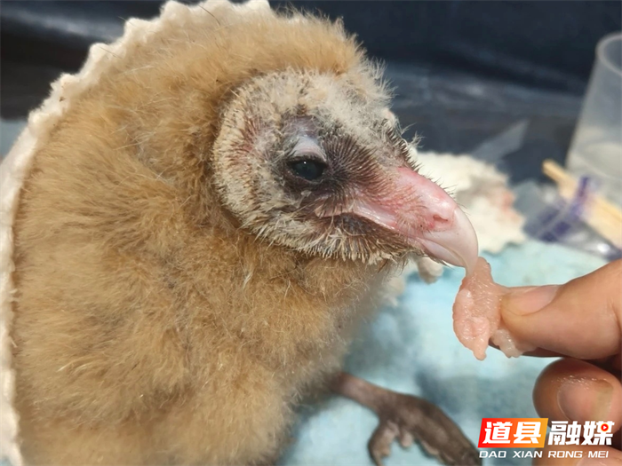 0316道县志愿者四个月悉心救护 “萌禽”猴面鹰重归山林05_副本.png 0316道县志愿者四个月悉心救护 “萌禽”猴面鹰重归山林05_副本.png