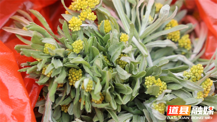 0318道县：春风吹绿山头鲜 田间地头“野”美味 (3)_副本.jpg