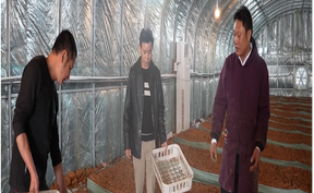 视频 | 唐元家：携技回乡的“蘑菇达人”