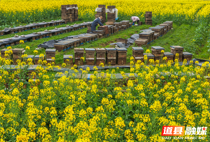 春风送暖，花开正艳。在道县万家庄街道五洲村，千亩油菜花汇成金色海洋。花田深处，蜂农们忙着管理蜂箱，采摘春蜜，在金黄花田间经营起红火的“甜蜜事业”。