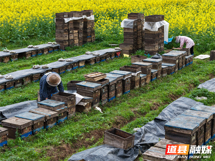 春风送暖，花开正艳。在道县万家庄街道五洲村，千亩油菜花汇成金色海洋。花田深处，蜂农们忙着管理蜂箱，采摘春蜜，在金黄花田间经营起红火的“甜蜜事业”。