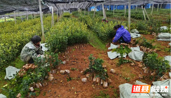 0302道县有序调运苗木 助力春季造林01_副本.png 0302道县有序调运苗木 助力春季造林01_副本.png