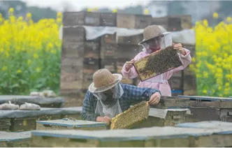 道县：甜蜜事业又“蜂”收