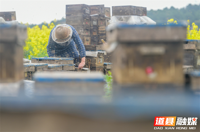 春风送暖，花开正艳。在道县万家庄街道五洲村，千亩油菜花汇成金色海洋。花田深处，蜂农们忙着管理蜂箱，采摘春蜜，在金黄花田间经营起红火的“甜蜜事业”。