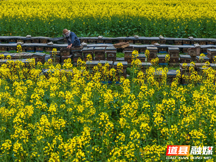 春风送暖，花开正艳。在道县万家庄街道五洲村，千亩油菜花汇成金色海洋。花田深处，蜂农们忙着管理蜂箱，采摘春蜜，在金黄花田间经营起红火的“甜蜜事业”。