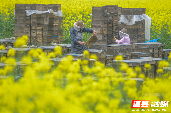 春风送暖，花开正艳。在道县万家庄街道五洲村，千亩油菜花汇成金色海洋。花田深处，蜂农们忙着管理蜂箱，采摘春蜜，在金黄花田间经营起红火的“甜蜜事业”。
