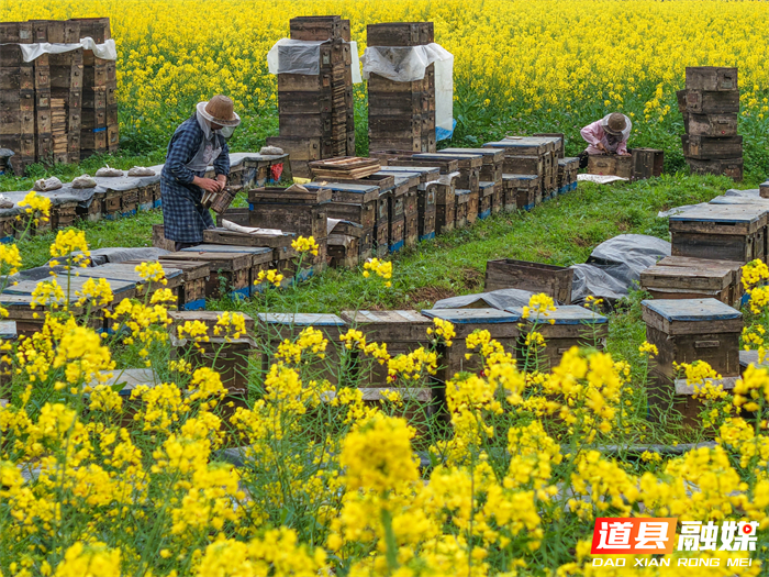 春风送暖，花开正艳。在道县万家庄街道五洲村，千亩油菜花汇成金色海洋。花田深处，蜂农们忙着管理蜂箱，采摘春蜜，在金黄花田间经营起红火的“甜蜜事业”。