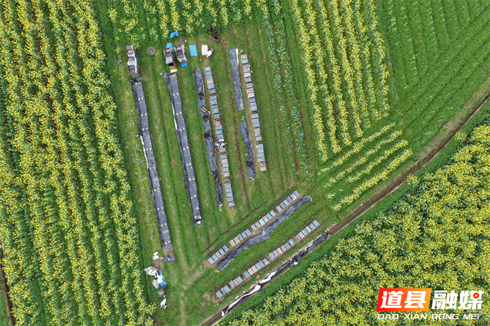 春风送暖，花开正艳。在道县万家庄街道五洲村，千亩油菜花汇成金色海洋。花田深处，蜂农们忙着管理蜂箱，采摘春蜜，在金黄花田间经营起红火的“甜蜜事业”。