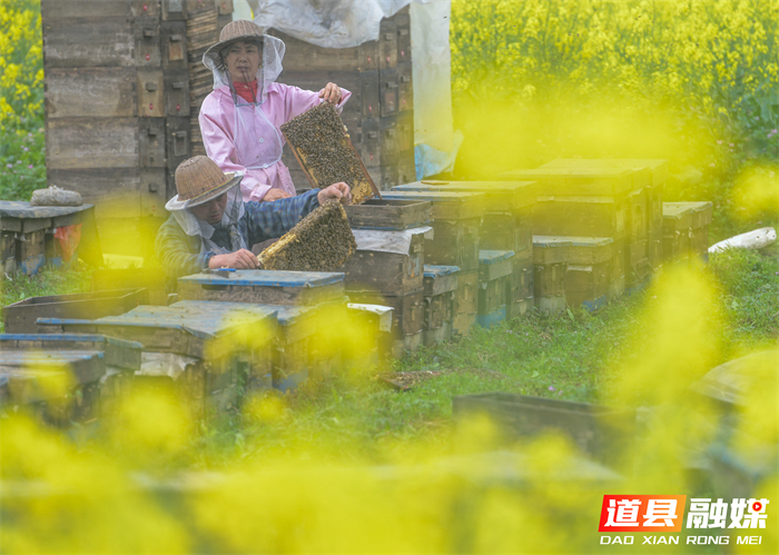 春风送暖，花开正艳。在道县万家庄街道五洲村，千亩油菜花汇成金色海洋。花田深处，蜂农们忙着管理蜂箱，采摘春蜜，在金黄花田间经营起红火的“甜蜜事业”。