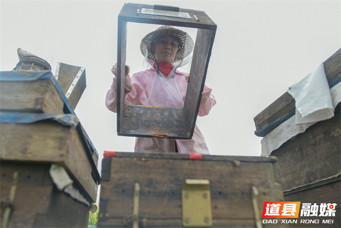 春风送暖，花开正艳。在道县万家庄街道五洲村，千亩油菜花汇成金色海洋。花田深处，蜂农们忙着管理蜂箱，采摘春蜜，在金黄花田间经营起红火的“甜蜜事业”。