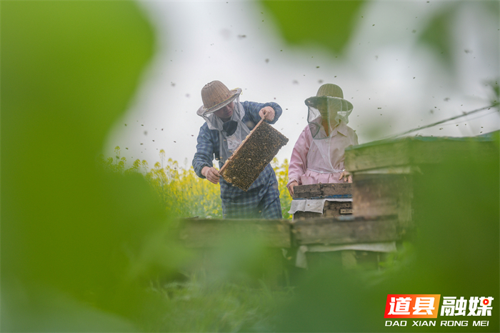 春风送暖，花开正艳。在道县万家庄街道五洲村，千亩油菜花汇成金色海洋。花田深处，蜂农们忙着管理蜂箱，采摘春蜜，在金黄花田间经营起红火的“甜蜜事业”。