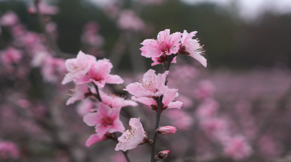 道县：桃花盛开迎客来  田园春光醉游人
