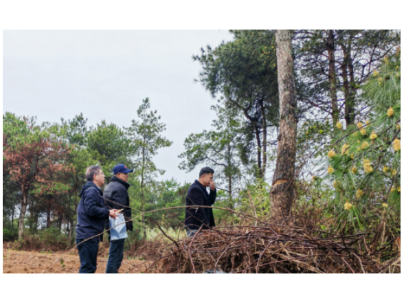 道县：履好生防职责  护好森林安全