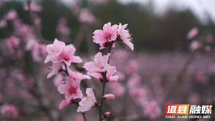 0320道县：桃花盛开迎客来  田园春光醉游人 (5)_副本.jpg