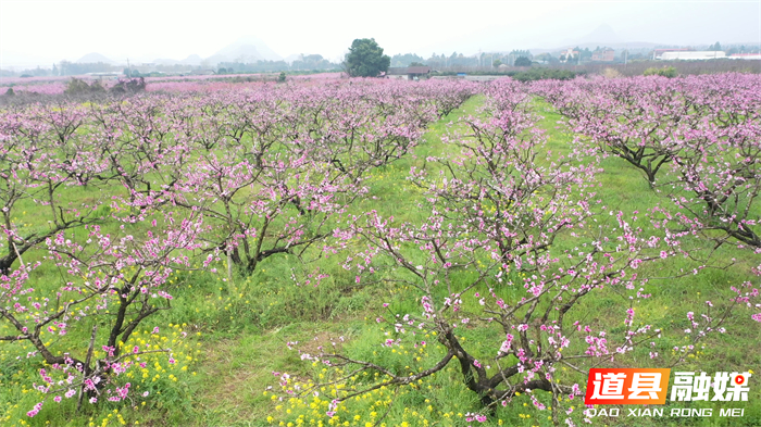 0320道县：桃花盛开迎客来  田园春光醉游人 (2)_副本.jpg